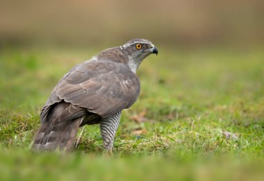 Kuzey Goshwak (Accipiter gentilis) kapat
