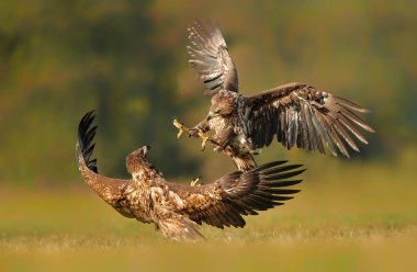 Sonbahar manzarasında savaşan beyaz kuyruklu kartal (Haliaeetus albicilla)