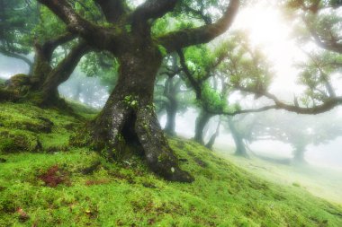 Fanal Ormanı 'ndaki eski sedir ağacı, Madeira Adası. Portekiz