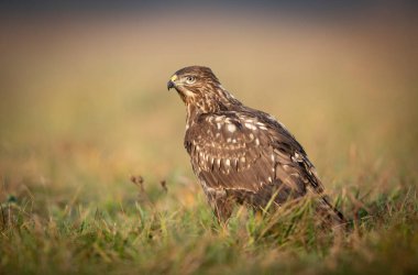 Yaygın akbaba (Buteo buteo) kapat