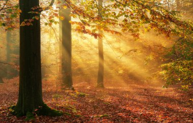 Autumn morning in old forest clipart