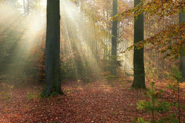 Manhã Outono Floresta — Fotografia de Stock