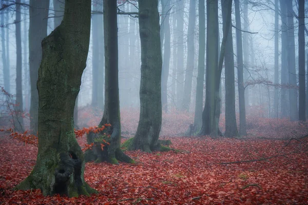 Dark forest covered with fog