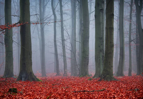 Dark Forest Covered Fog — Stock Photo, Image