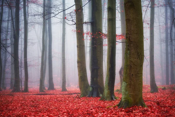 Foresta Oscura Coperta Nebbia — Foto Stock