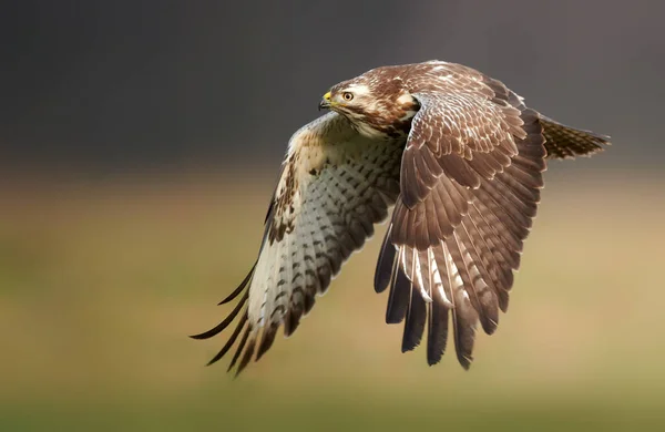 Myszołów Zwyczajny Buteo Buteo Locie — Zdjęcie stockowe