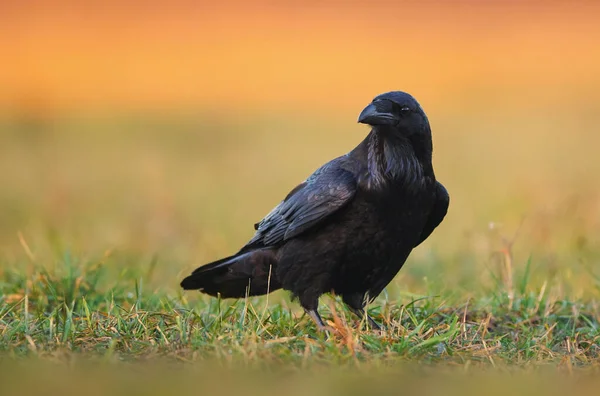 Cuervo Corvus Corax Cerca —  Fotos de Stock