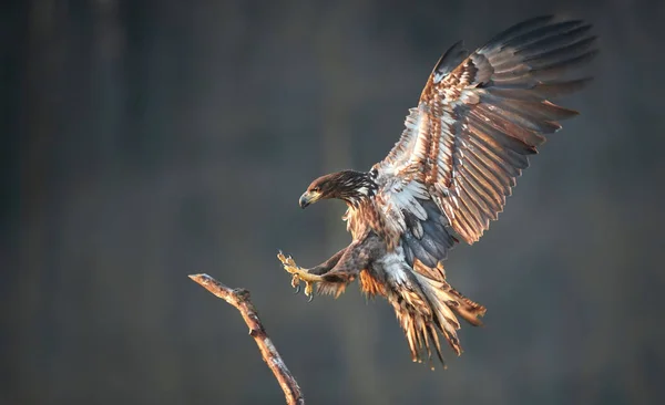 White Tailed Eagle Haliaeetus Albicilla — Stock Photo, Image