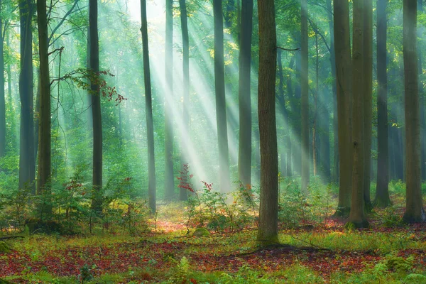 Schöner Morgen Wald — Stockfoto