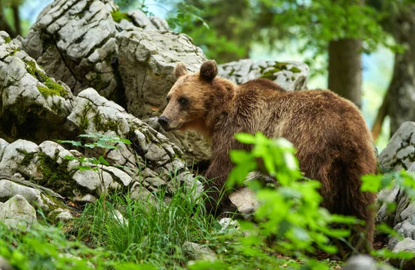 Urso Castanho Selvagem Ursus Arctos Perto — Fotografia de Stock