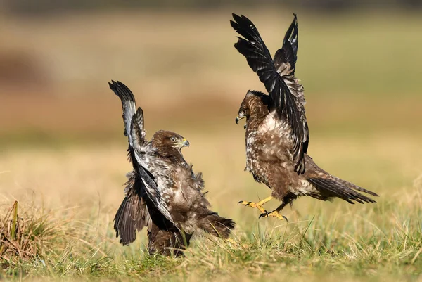 Mäusebussard Buteo Buteo Kampf — Stockfoto