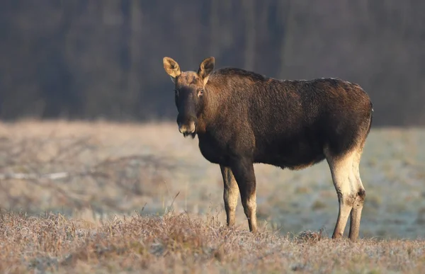 Κοντινό Πλάνο Elk Moose Alces Alces — Φωτογραφία Αρχείου