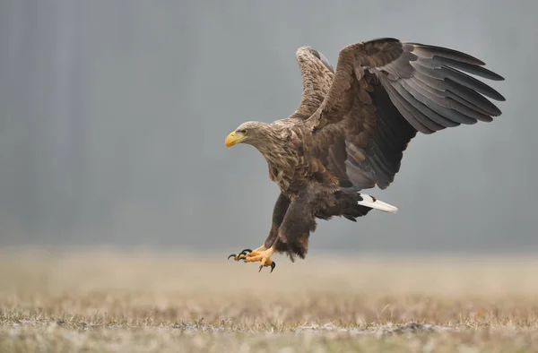 Águila Cola Blanca Haliaeetus Albicilla —  Fotos de Stock