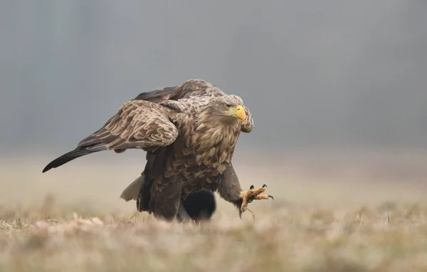 Aigle Queue Blanche Haliaeetus Albicilla — Photo