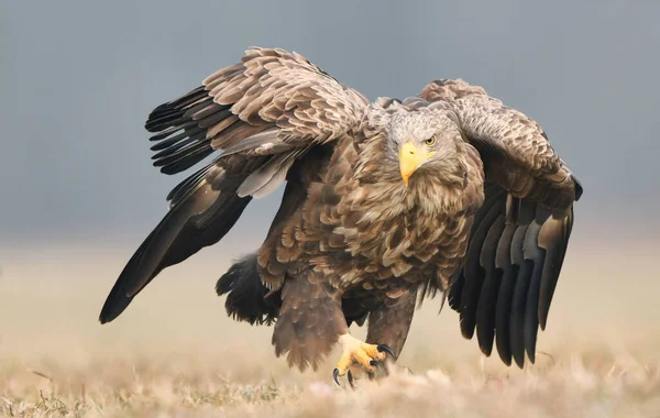 Águila Cola Blanca Haliaeetus Albicilla — Foto de Stock