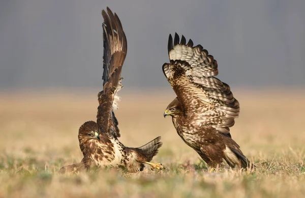 Vanlig Vråk Buteo Buteo Slagsmål — Stockfoto