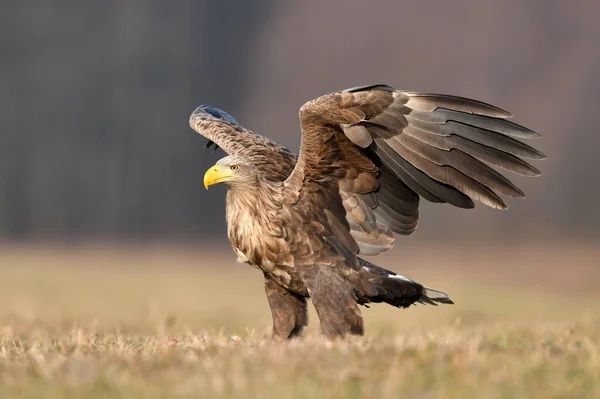 Vitstjärtad Örn Haliaeetus Albicilla — Stockfoto