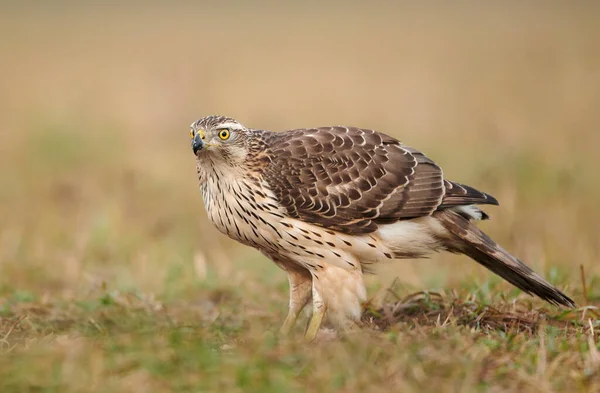 Noordelijke Goshwak Accipiter Gentilis Close — Stockfoto