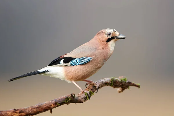 Eurasiatisk Kaj Garrulus Glandarius Nära Håll — Stockfoto