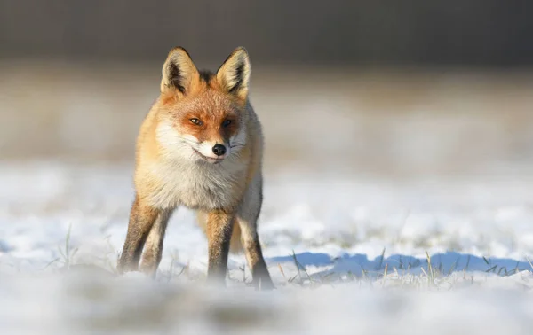 背景がぼやけて雪の中に立つ小さな赤いキツネ — ストック写真