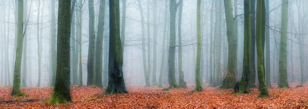 Panorama Skog Täckt Med Dimma — Stockfoto