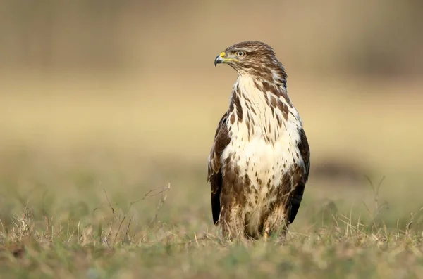 Buitre Común Buteo Buteo Cerca —  Fotos de Stock