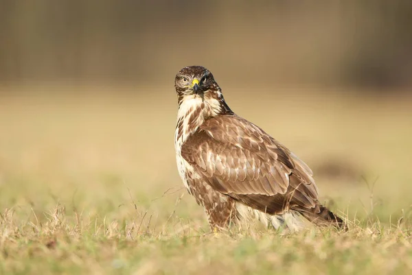 Buitre Común Buteo Buteo Cerca —  Fotos de Stock