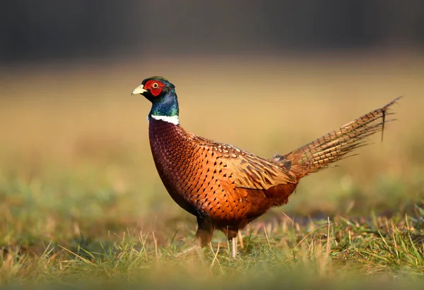 Halka Yakalı Sülün Phasianus Colchicus — Stok fotoğraf