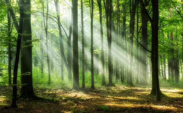 Schöner Morgen Wald — Stockfoto