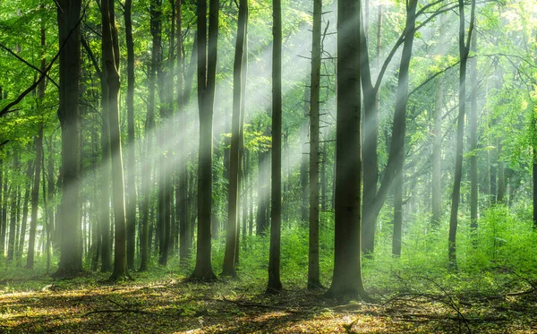 Beautiful Morning Forest — Stock Photo, Image