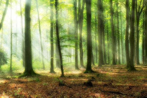 Vacker Morgon Skogen — Stockfoto