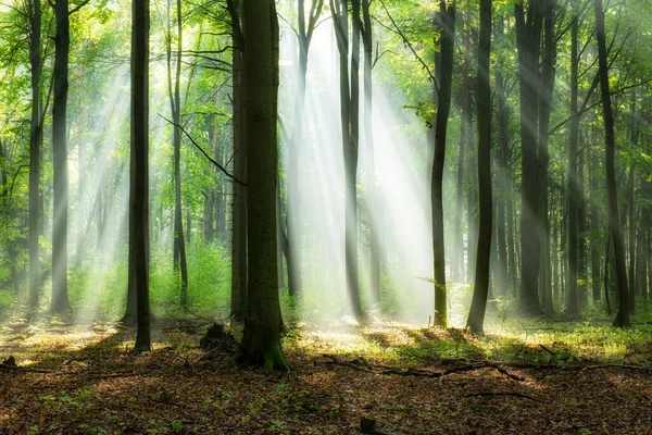 Belle Matinée Dans Forêt — Photo