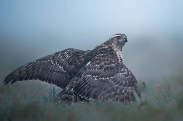 Kuzey Goshwak Accipiter Gentilis Kapat — Stok fotoğraf