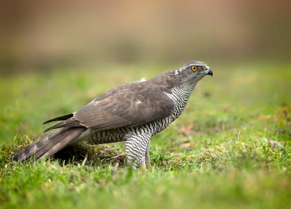 Nördlicher Goschwak Accipiter Gentilis Aus Nächster Nähe — Stockfoto