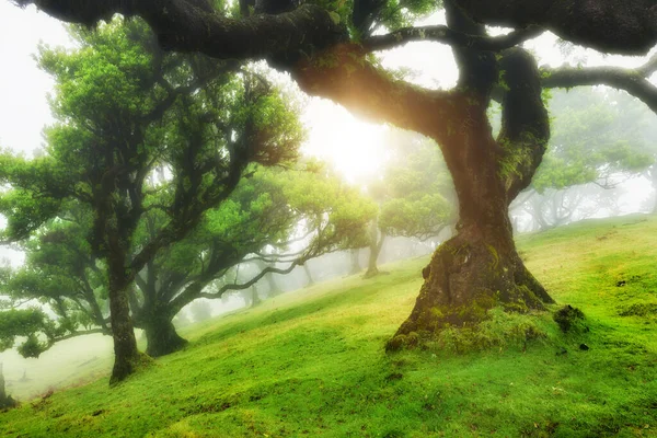 ファナル フォレストの古い杉の木 マデイラ島 ポルトガル — ストック写真
