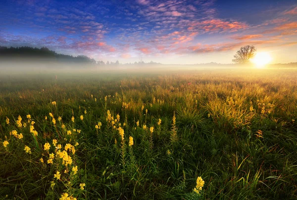 Beautiful Summer Foggy Morning Landscape — Stock Photo, Image