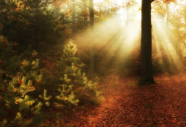 Autumn Morning Forest — Stock Photo, Image