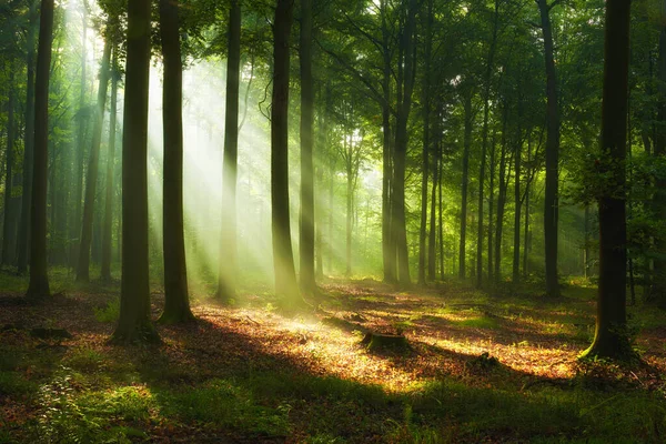 Ormanda Güzel Bir Sabah — Stok fotoğraf