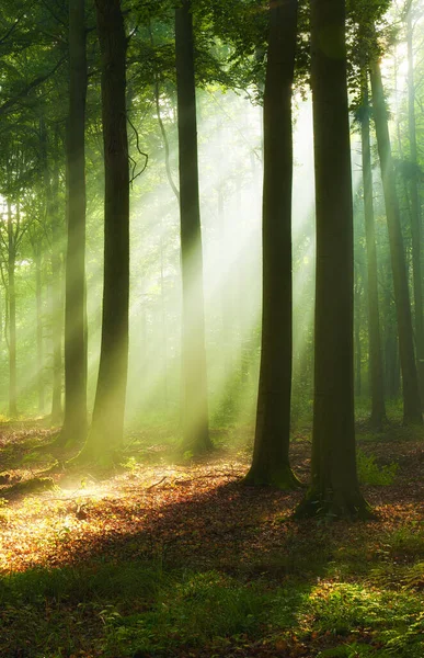 Vacker Morgon Skogen — Stockfoto