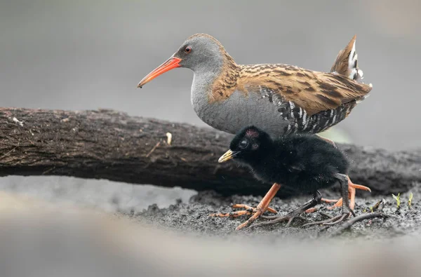 Demiryolu Rallus Aquaticus Kapatın — Stok fotoğraf