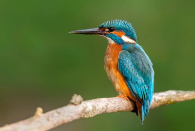 Kingfisher (Alcedo atthis) close up clipart
