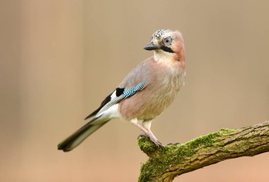 Avrasya alakargası (Garrulus glandarius) yakın çekim
