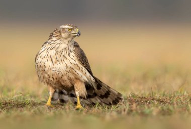 Kuzey Goshwak (Accipiter gentilis) kapat