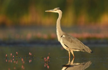 Gri Heron (Ardea cinerea)