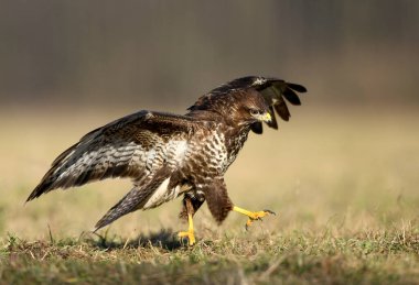 Yaygın akbaba (Buteo buteo) kapat