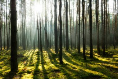 Çam ormanında güzel bir sabah