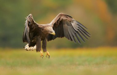 Sonbahar manzarasında savaşan beyaz kuyruklu kartal (Haliaeetus albicilla)