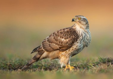 Kuzey Şahini (Accipiter gentilis) kapat
