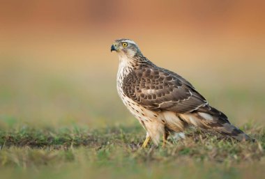 Kuzey Şahini (Accipiter gentilis) kapat