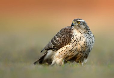 Kuzey Şahini (Accipiter gentilis) kapat